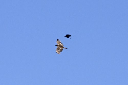 Avistado un quebrantahuesos joven en Gredos.