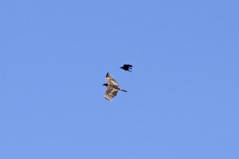 Avistado un quebrantahuesos joven en Gredos.
