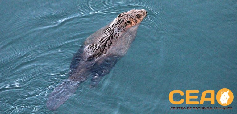 Describimos la primera población de castor europeo en la cuenca del Tajo